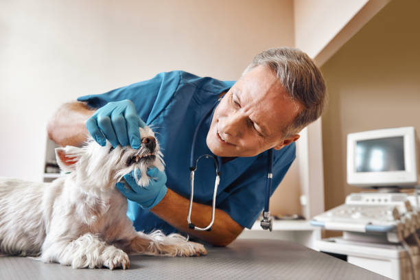 Best Pediatric Emergency Dentist in Dacula, GA